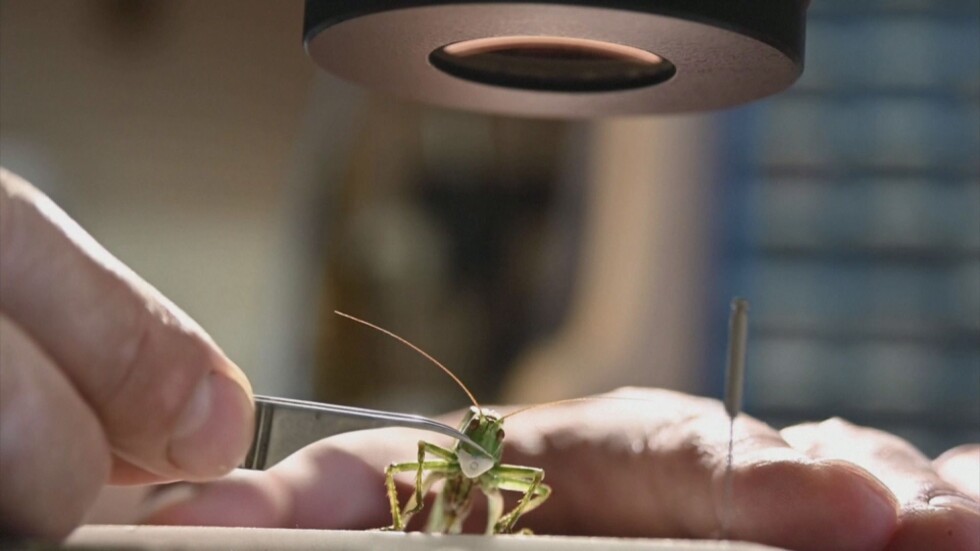 Художник направи миниатюрни маски за насекоми срещу COVID-19 (ВИДЕО)