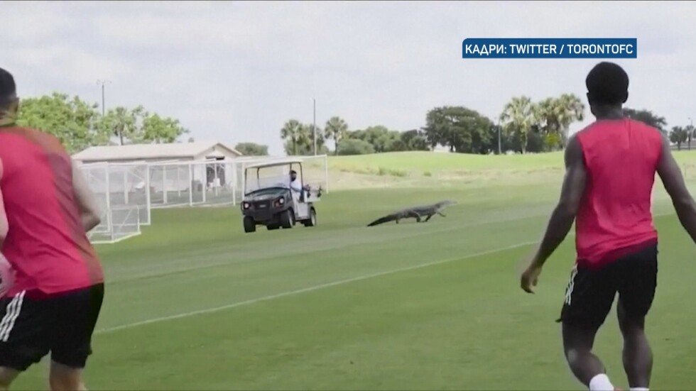 Алигатор нахлу на терена и прекъсна футболна тренировка в Торонто