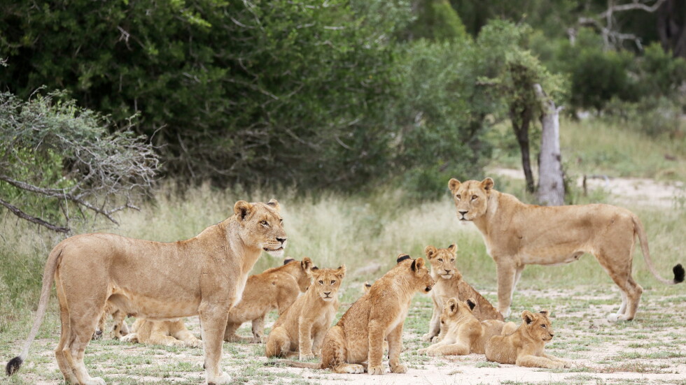 ЮАР ще забрани отглеждането на лъвове в плен с цел ловуване 