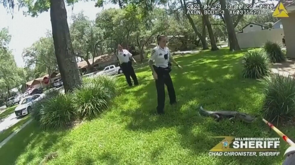 Полицаи гониха алигатор в двора на къща във Флорида (ВИДЕО)