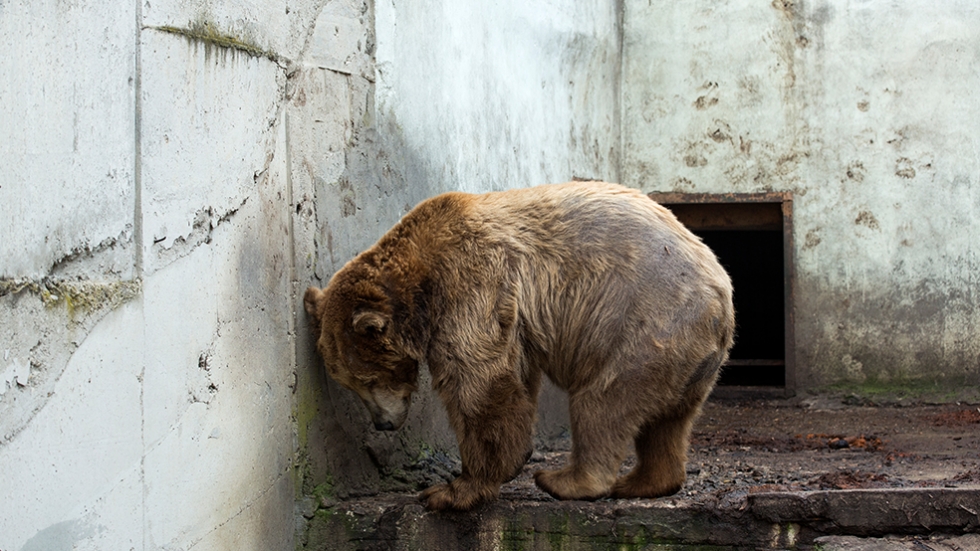 Известни българи с призив за подобряване на условията за животните в зоопарковете (ВИДЕО)