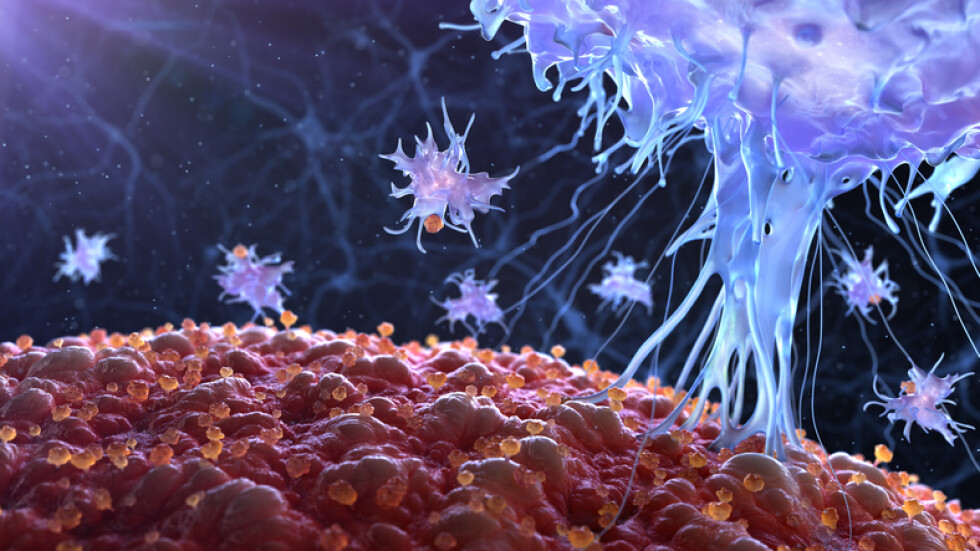 Тестване за имунни Т клетки – бъдещето при откриването на имунитет за COVID-19, смятат учени