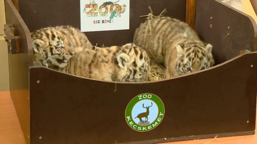 Зоопаркът в Кечкемет с нови обитатели - бебета сибирски тигърчета