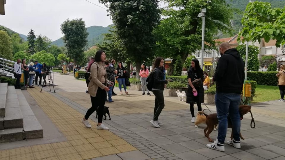 Протест в Кричим след намерението за глоба, ако се хранят бездомни кучета