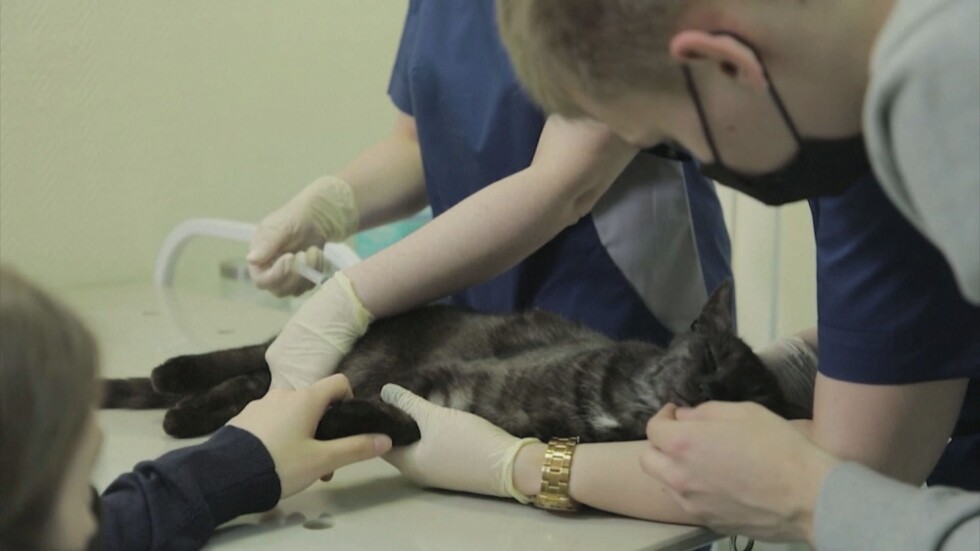 В Русия започнаха да ваксинират животни срещу COVID-19
