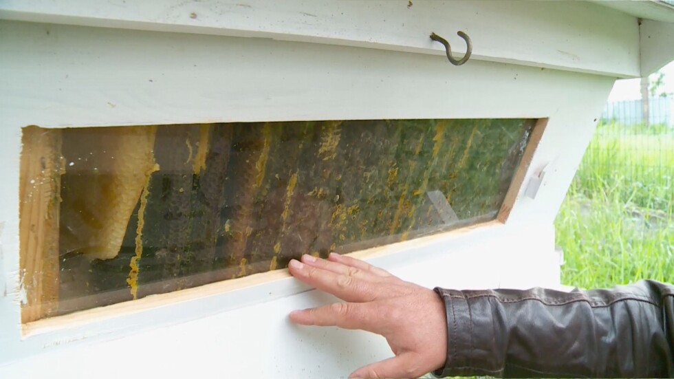 Каква е причината за масов мор на пчели в софийско село?