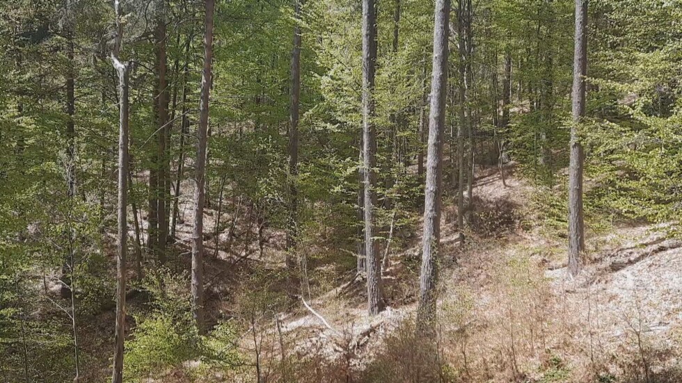 Унищожени дървета: Допуснати ли са нарушения при сеч в района на Лещен и Гърмен? 