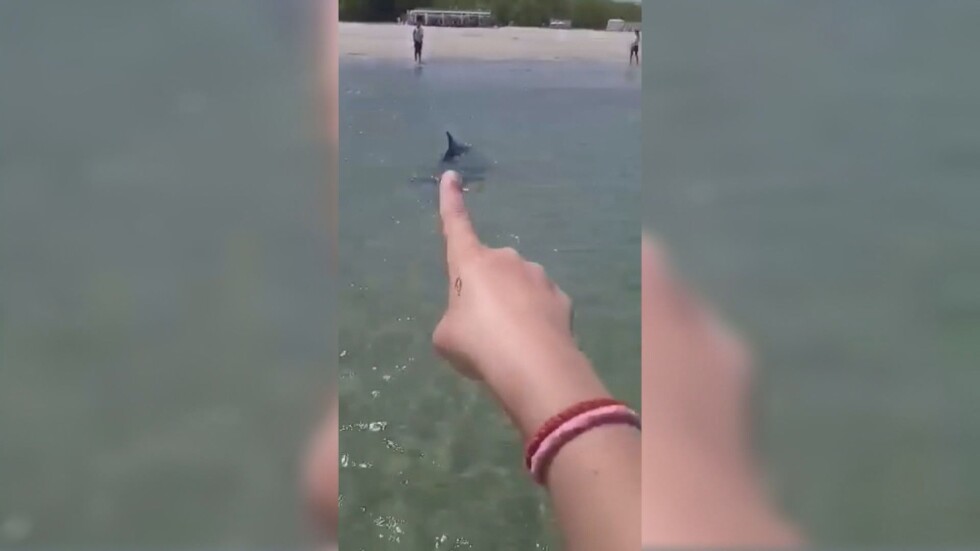 Защо делфин доплува близо до хората на плаж във Варна?
