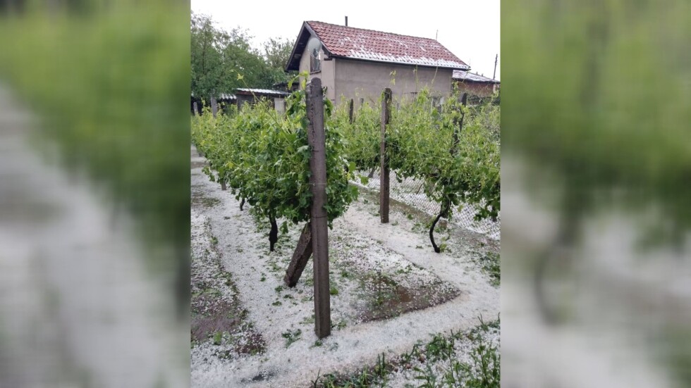 Градушка с големината на орех унищожи реколтата в Садово (ВИДЕО И СНИМКИ)