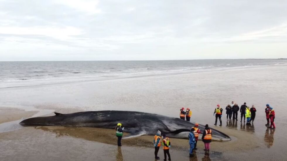 Зловеща туристическа атракция: Десетки си правят селфи с мъртъв кит на брега (ВИДЕО)