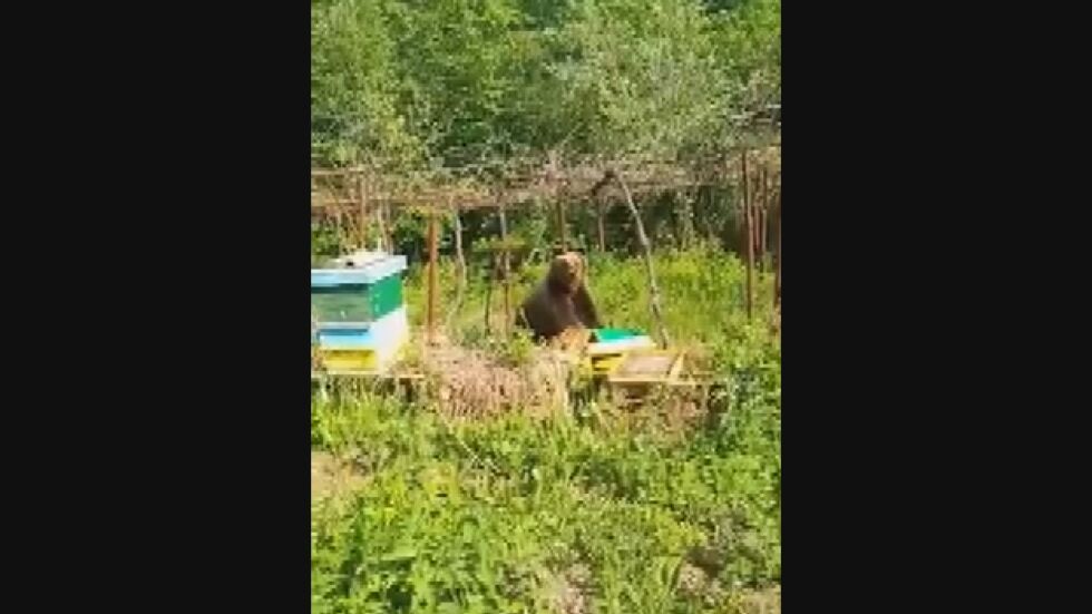 „Няма пчелички, дядо, няма медец“: Мече е заснето във вилната зона на Габрово (ВИДЕО)