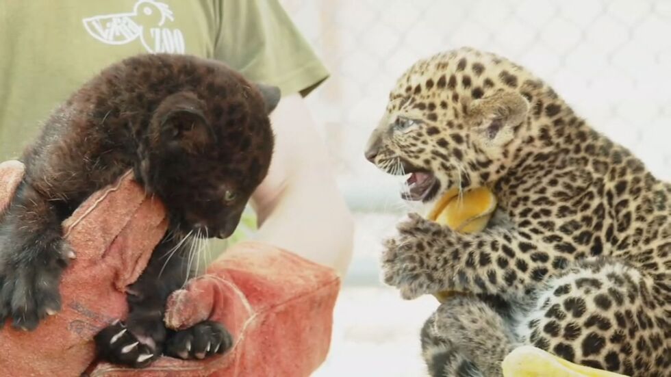 Две леопардчета се родиха във Варненския зоопарк (ВИДЕО)