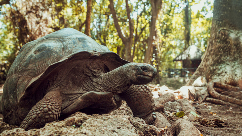Предаваме на Танзания украинка, изнесла 116 костенурки за незаконна търговия