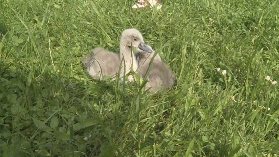 „Пухкави и малки“: Две лебедчета се излюпиха в благоевградския парк Бачиново