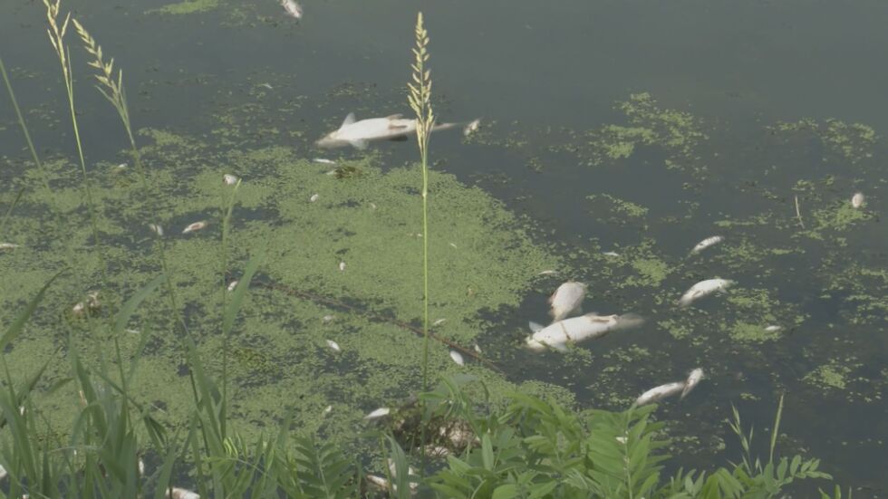 След репортаж на bTV: Проверка на екоминистерството за мъртвата риба в р. Мочурица