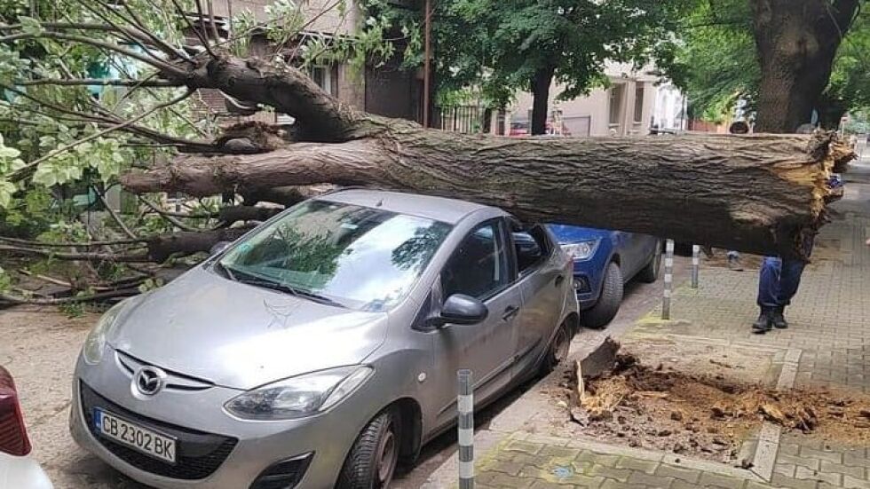 Дърво падна и смачка кола до Пето РПУ в София (СНИМКИ)
