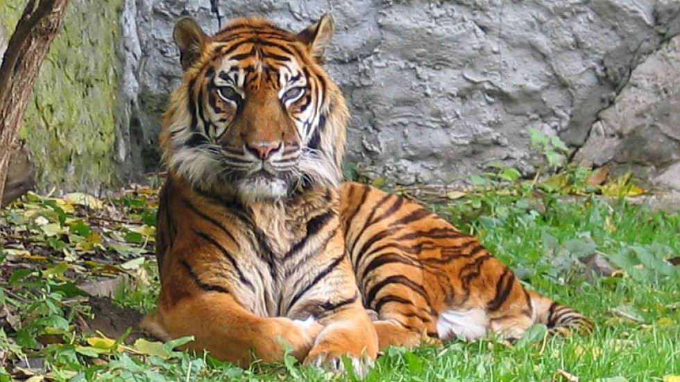 В Бангладеш арестуваха бракониер, убил 70 бенгалски тигри