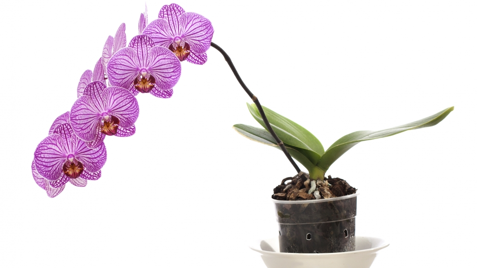 Да си отгледаме орхидея - лесно и приятно