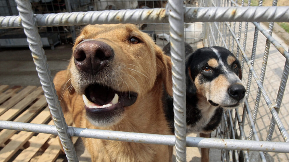 Конкурс: Търси се директор на приютите за кучета на „Екоравновесие“