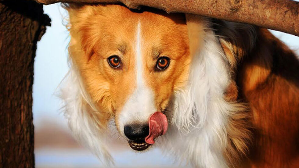 31 интригуващи фотографии на кучета от Ксения Райкова