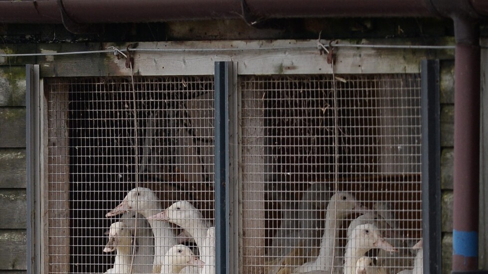 Първи случай на птичи грип за годината е открит във ферма в Раковски 