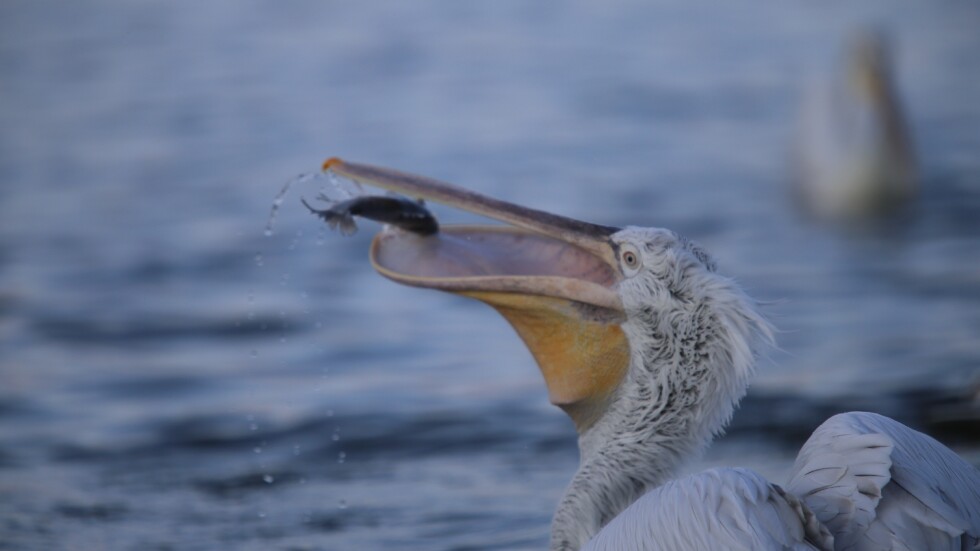 21 мъртви пеликана бяха изнесени от резервата „Сребърна”