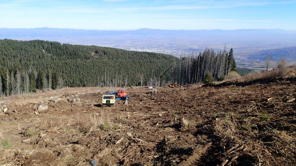 Някой изсече 20 декара гора на Витоша