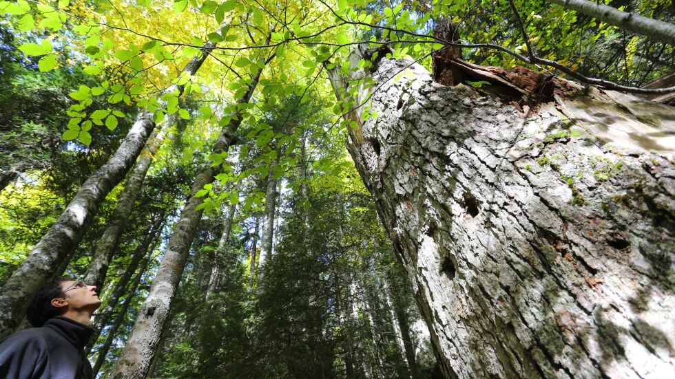 Засаждането на дървета вече няма да ни спаси от въглеродния диоксид в атмосферата