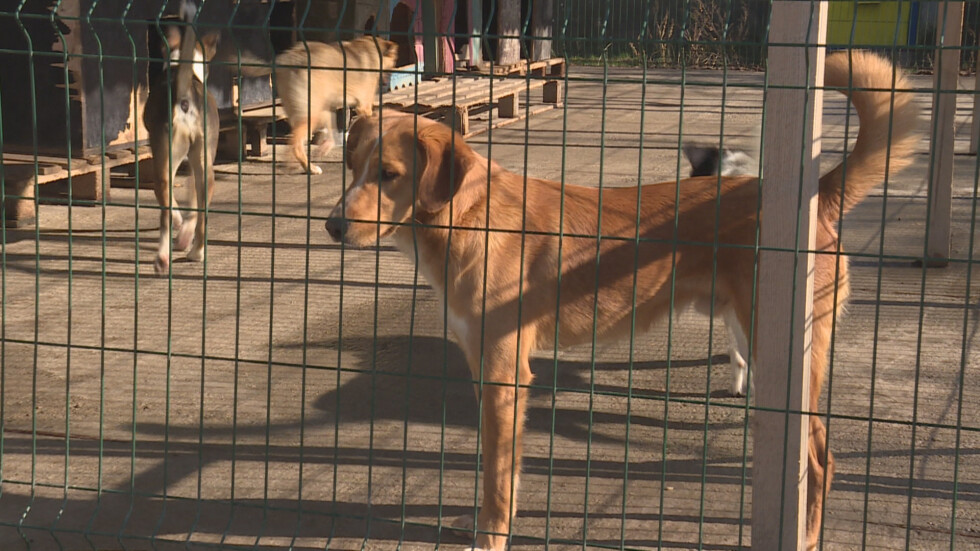 Нидерландска организация ще осиновява кучета от приюти в София  