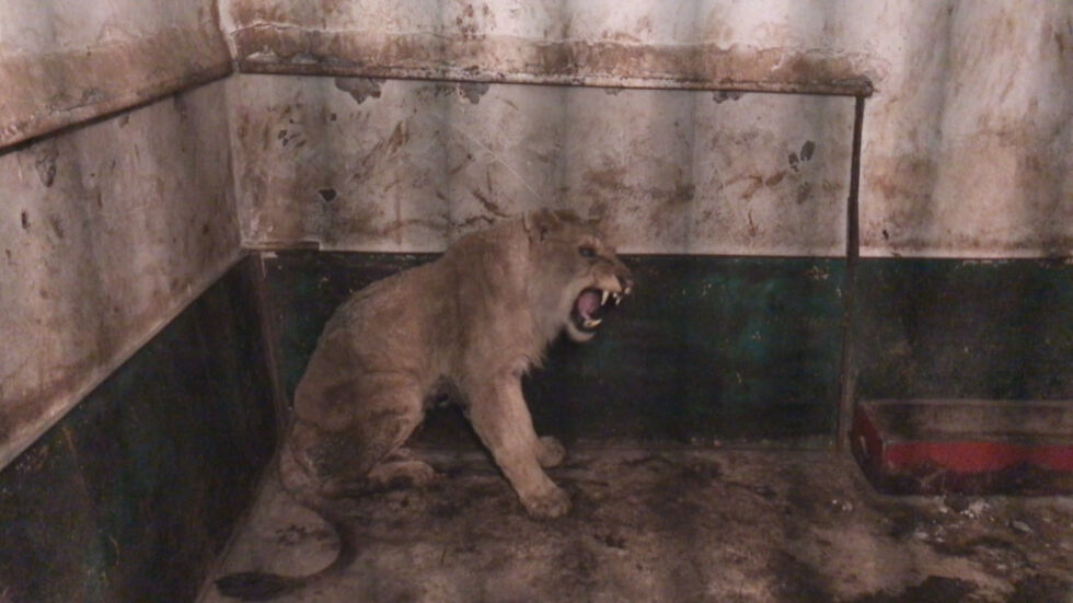 Лъвът от разградския зоопарк пристигна в лошо състояние в София