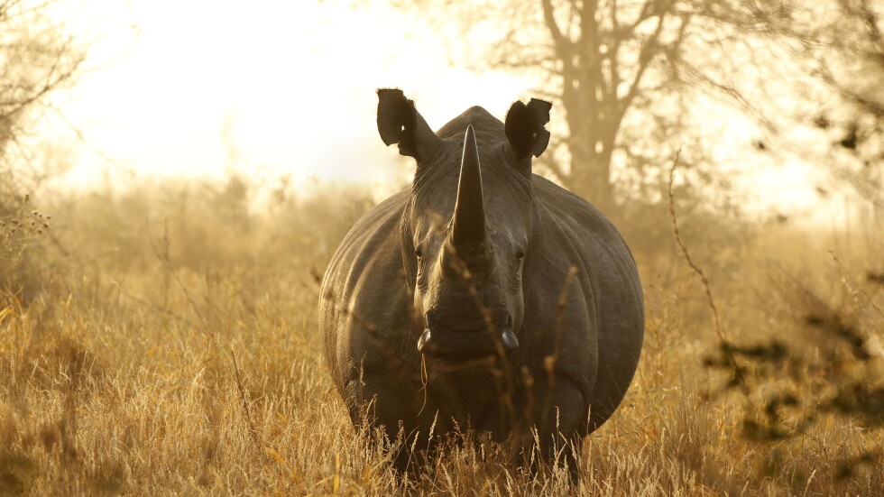 Живот на свобода: 5 носорога бяха преместени от зоопарк в естествена среда (ВИДЕО)