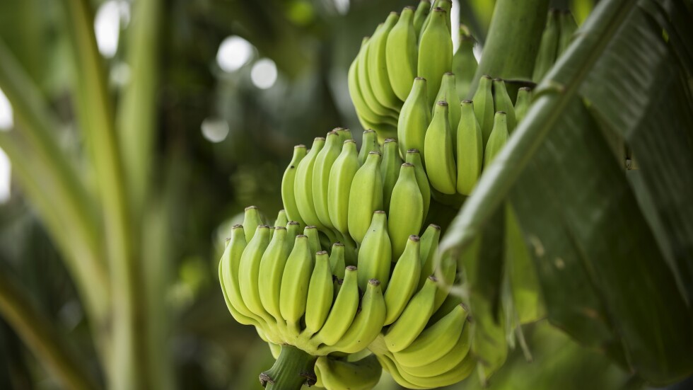 В пловдивското село Катуница бабите отглеждат… банани