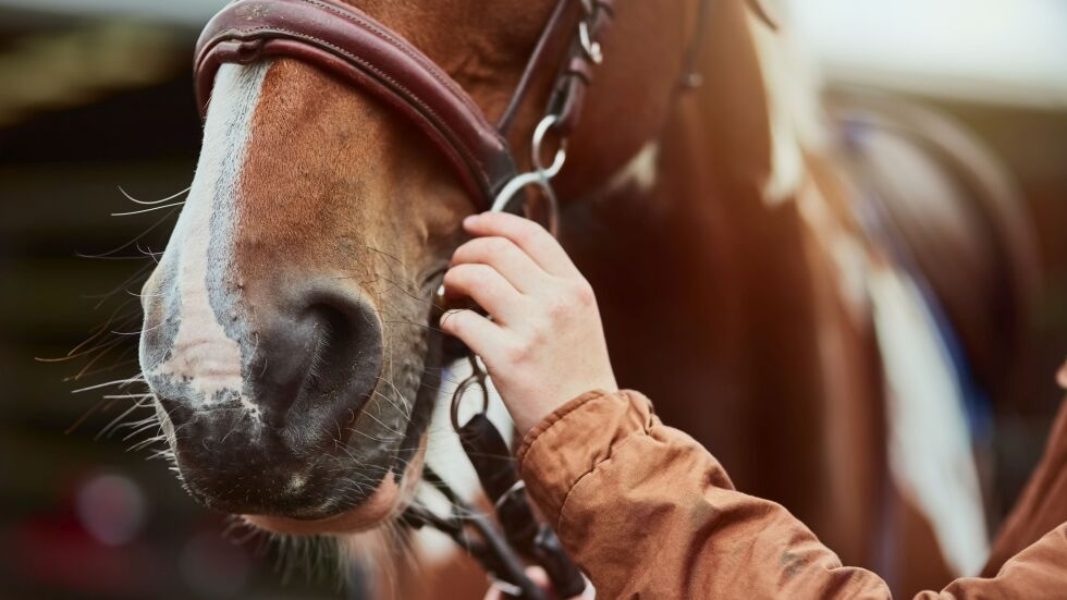 Прокуратурата разследва случай с простреляни коне край Правец
