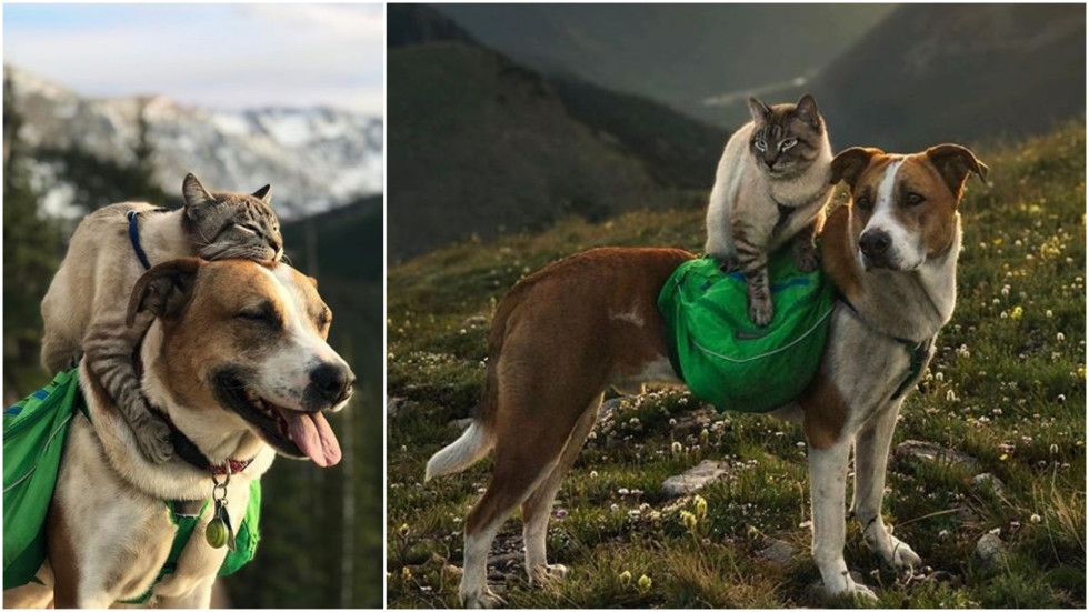 Кучето Хенри и котката Балу - спасителното дуо, с което трудно ще се изгубите в планината