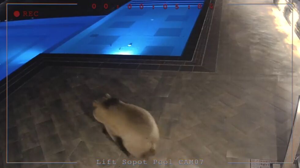 Няма да отстрелват мечката, която се къпе в басейна под лифта в Сопот