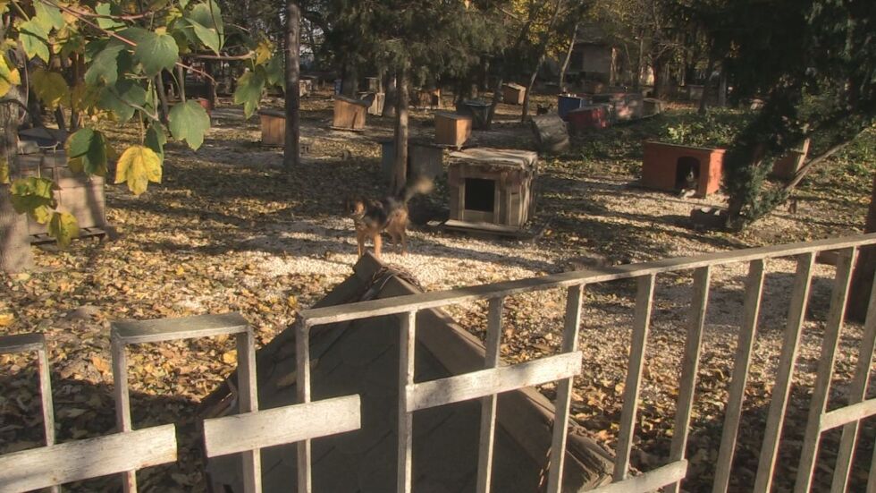 Доброволци правят къщички в приют за бездомни кучета в Русе