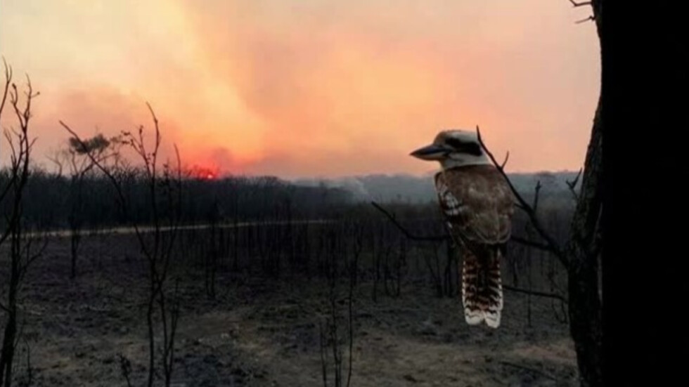 Снимка на малка птичка стана символ на опустошителните пожари в Австралия (ВИДЕО)