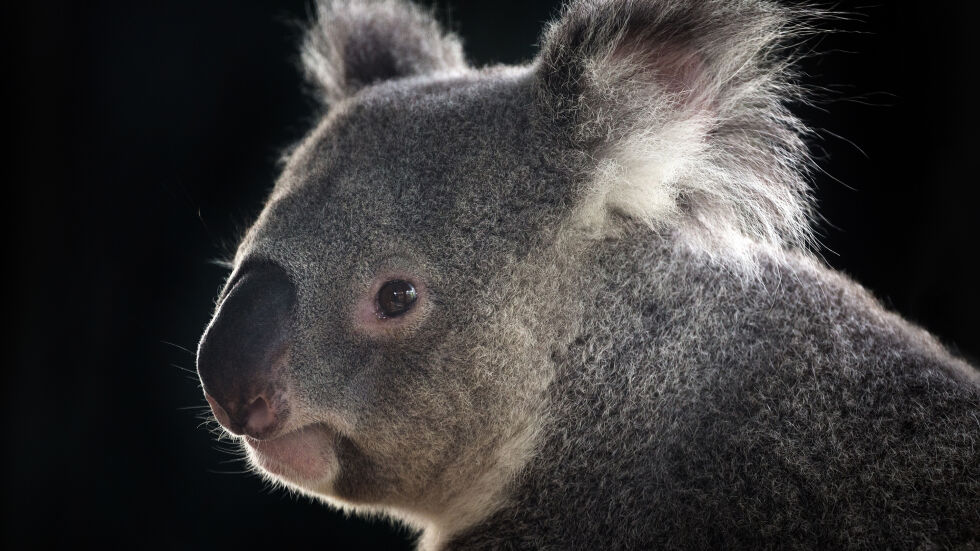 Семейство приюти 24 коали, оцелели при пожарите в Австралия