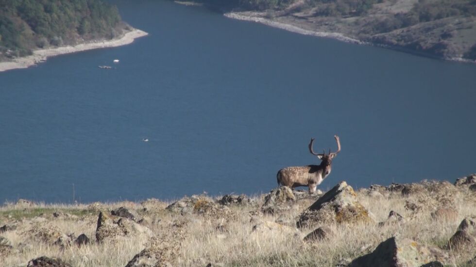 Стотици благородни елени и лопатари бяха пуснати в Източните Родопи