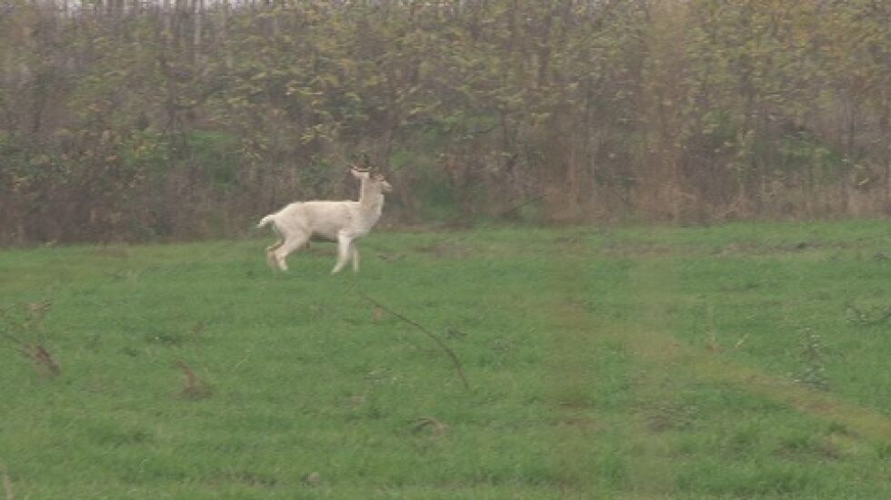 Бял елен живее в полето край село Московец