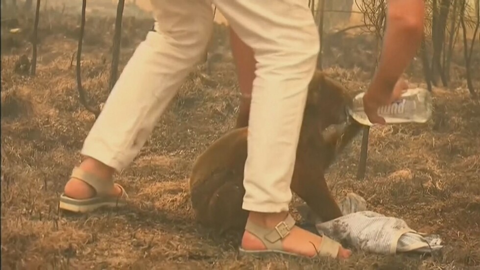 Жена рискува живота си, за да спаси коала от огъня в Австралия (ВИДЕО)