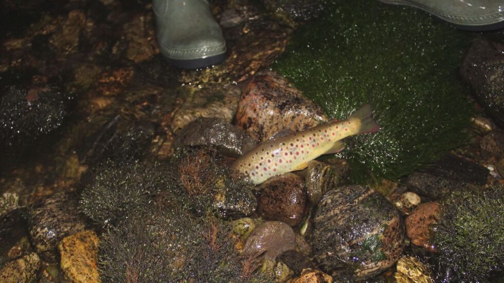 Екокатастрофа: Рибата във Въча загина заради пресъхнала река 