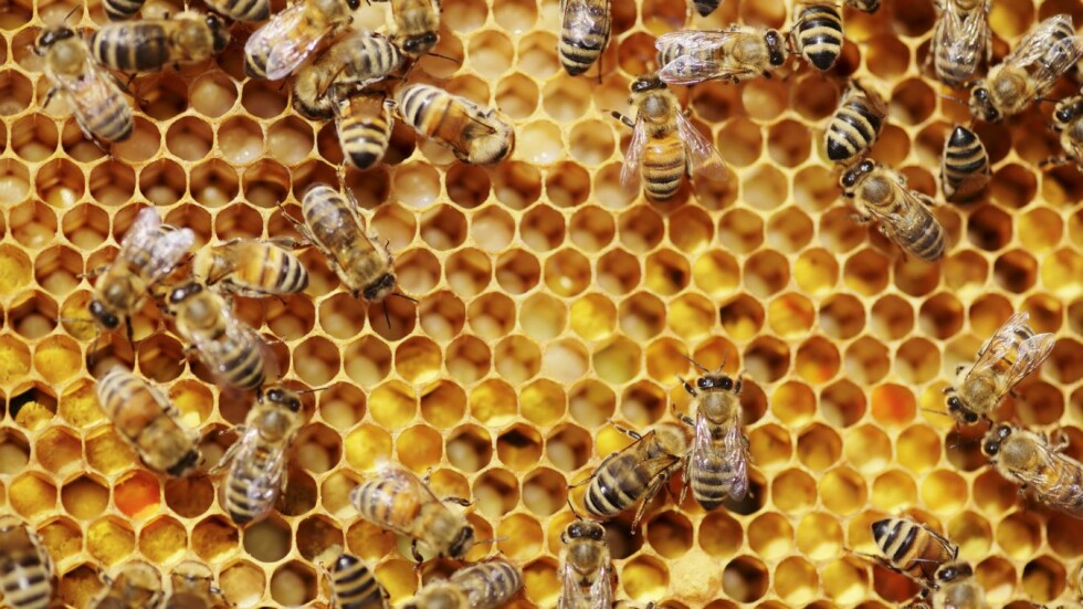 Градското пчеларство: Начин да спасим пчелите?