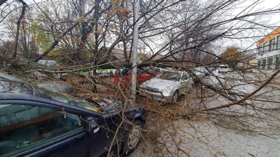 Дърво падна върху три коли в Пловдив 