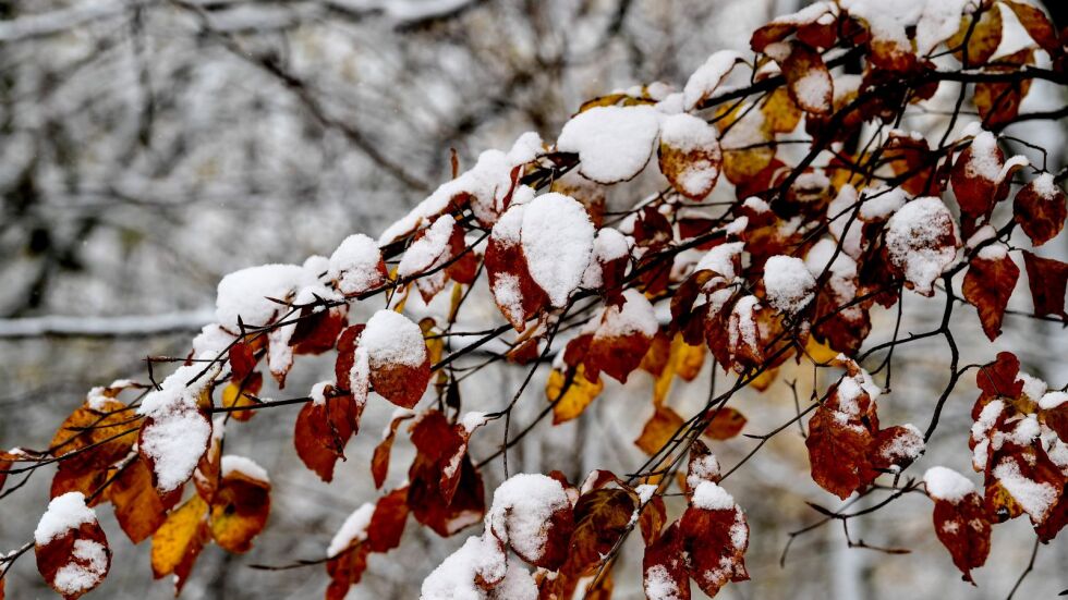 Времето през декември – с валежи от сняг, но без да се задържи 