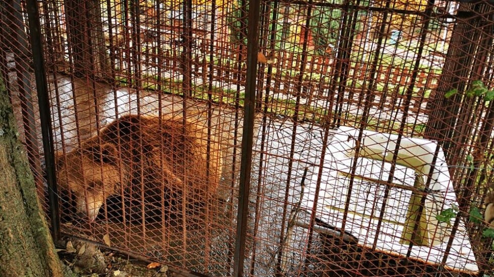 Мече в клетка в зоопарк в Северна Македония, местят го в парка край Белица