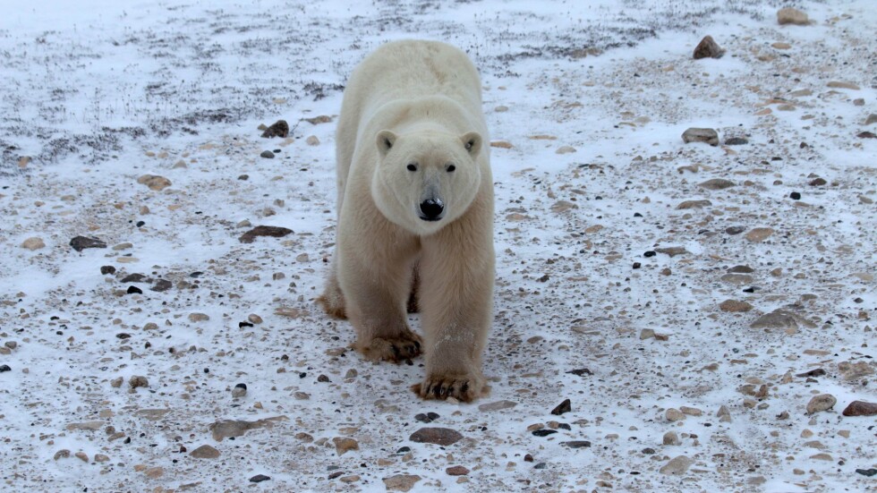 Радари ще следят белите мечки в градче в Канада
