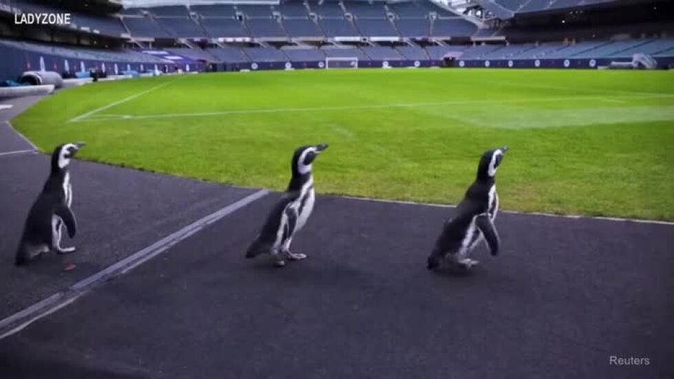 Пингвини напускат аквариума, за да се разходят по футболен терен, на който е играл Стоичков (ВИДЕО)