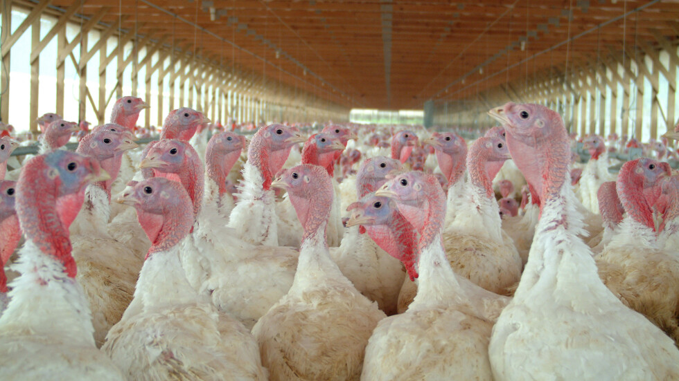 Заради птичи грип: Великобритания унищожава над 10 000 пуйки 