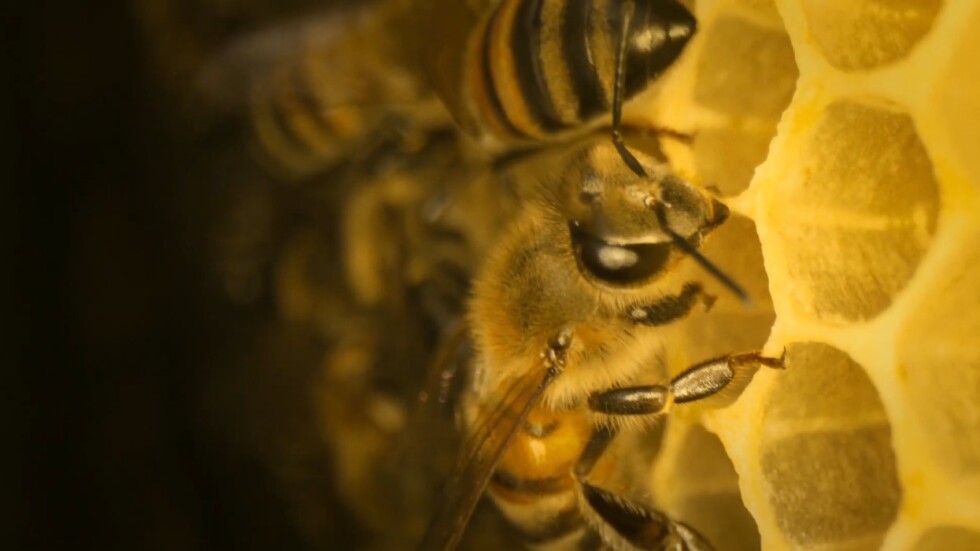 Биолози научиха пчели да разпознават четни и нечетни числа
